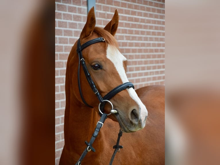 Zangersheide Merrie 6 Jaar 141 cm Vos in Toldijk