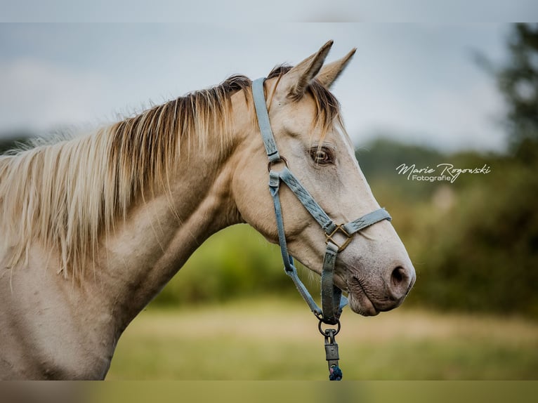 Zangersheide Merrie 6 Jaar 155 cm Champagne in Beaumont-Pied-de-Buf