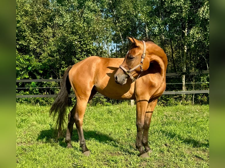 Zangersheide Merrie 6 Jaar 156 cm Bruin in Turek