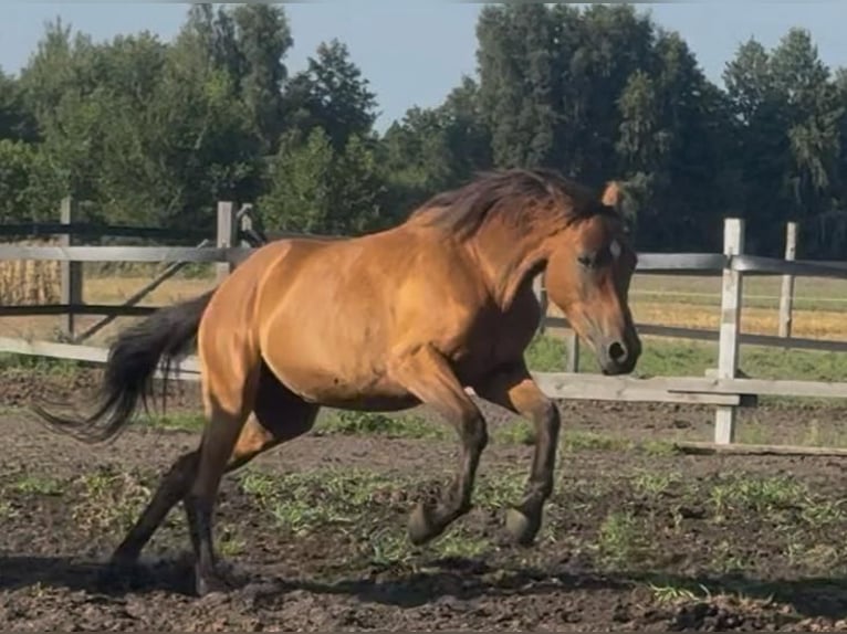 Zangersheide Merrie 6 Jaar 156 cm Bruin in Turek