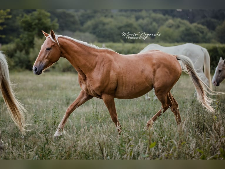 Zangersheide Merrie 6 Jaar 156 cm Palomino in Beaumont-Pied-de-Buf