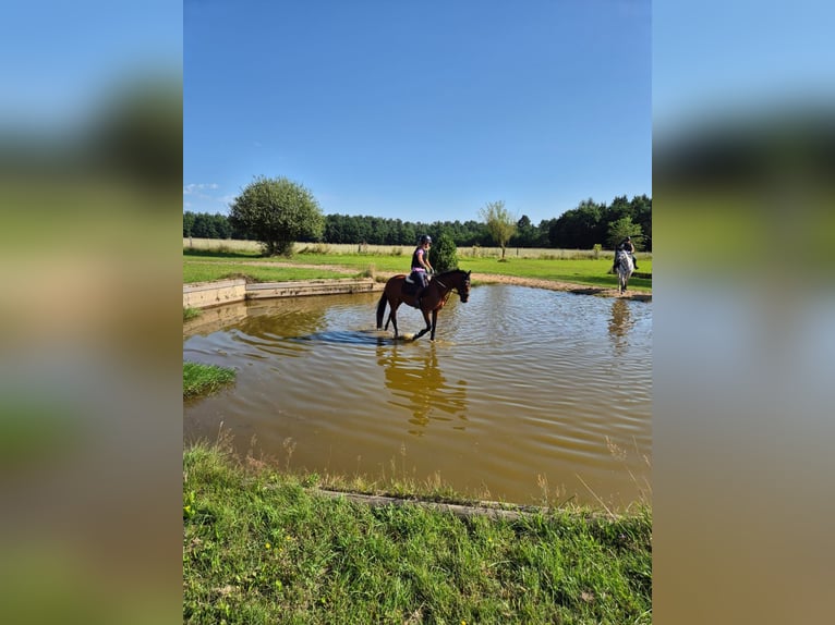 Zangersheide Merrie 6 Jaar 157 cm Bruin in Buxtehude