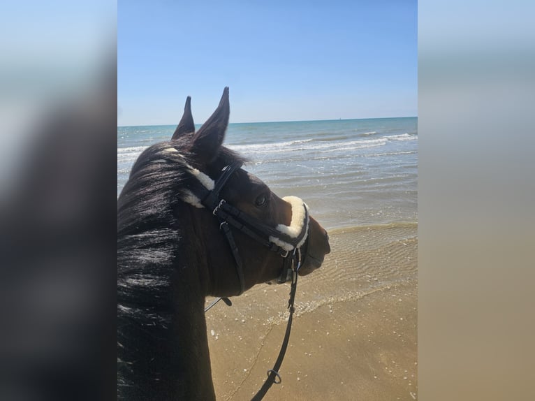 Zangersheide Merrie 6 Jaar 158 cm Bruin in Elsbethen