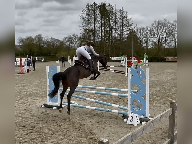 Zangersheide Merrie 6 Jaar 158 cm Bruin in Neufchâteau