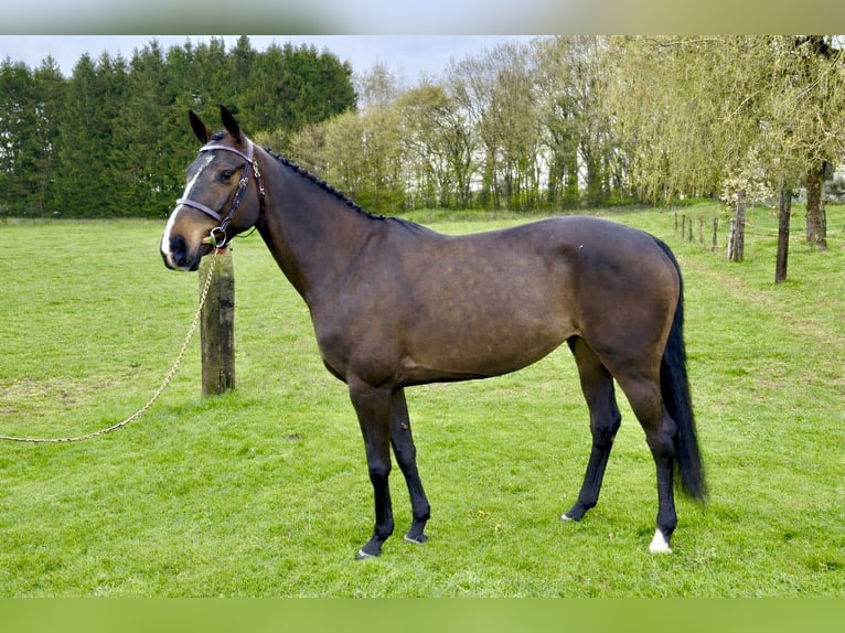 Zangersheide Merrie 6 Jaar 158 cm Bruin in Neufchâteau
