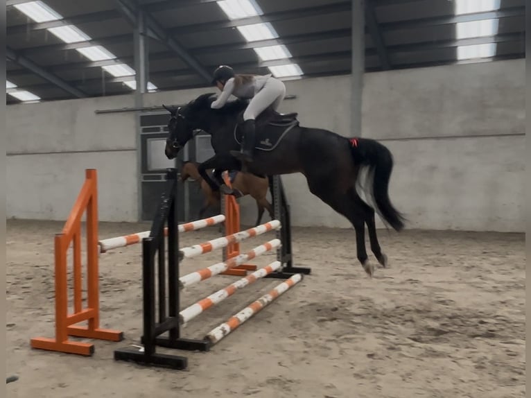 Zangersheide Merrie 6 Jaar 158 cm Bruin in Neufchâteau