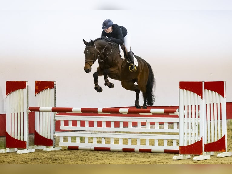 Zangersheide Merrie 6 Jaar 160 cm Bruin in Waddinxveen