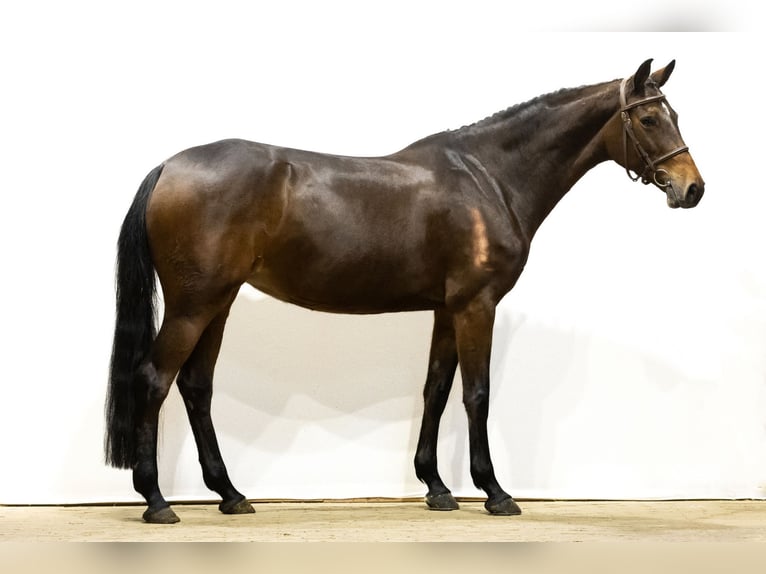 Zangersheide Merrie 6 Jaar 160 cm Bruin in Waddinxveen