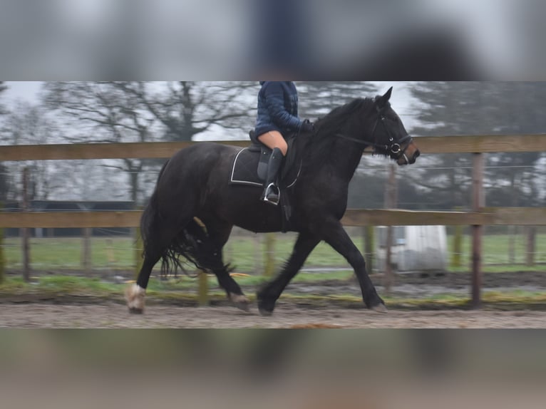 Zangersheide Merrie 6 Jaar 160 cm Donkerbruin in Achtmaal