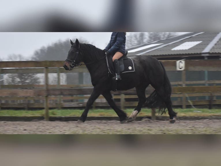 Zangersheide Merrie 6 Jaar 160 cm Donkerbruin in Achtmaal