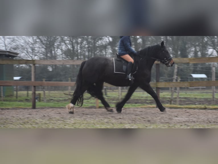 Zangersheide Merrie 6 Jaar 160 cm Donkerbruin in Achtmaal