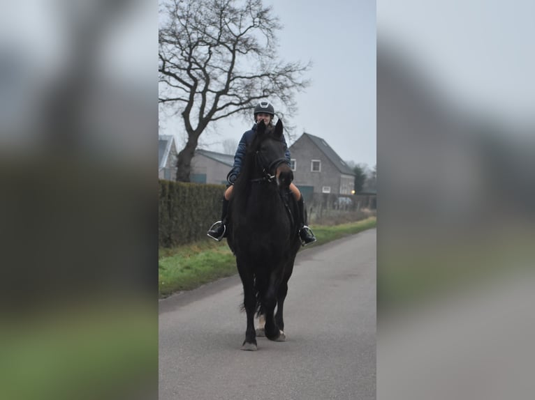 Zangersheide Merrie 6 Jaar 160 cm Donkerbruin in Achtmaal