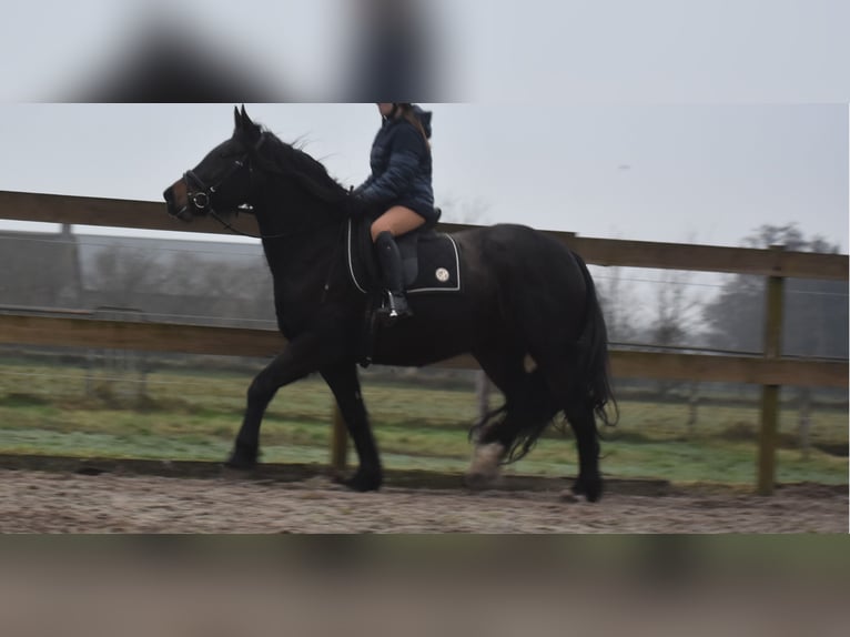 Zangersheide Merrie 6 Jaar 160 cm Donkerbruin in Achtmaal