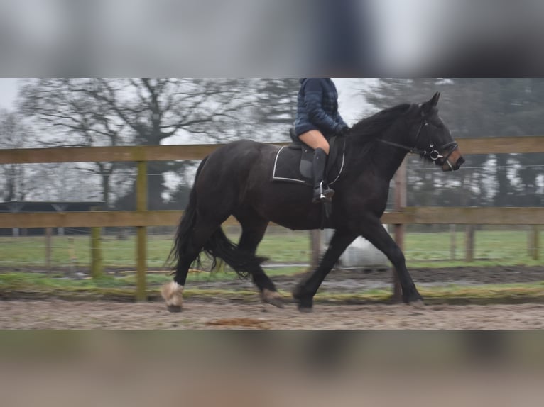 Zangersheide Merrie 6 Jaar 160 cm Donkerbruin in Achtmaal