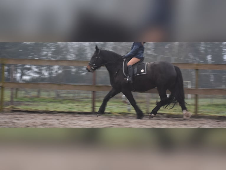 Zangersheide Merrie 6 Jaar 160 cm Donkerbruin in Achtmaal