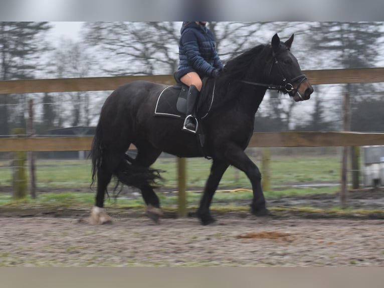 Zangersheide Merrie 6 Jaar 160 cm Donkerbruin in Achtmaal