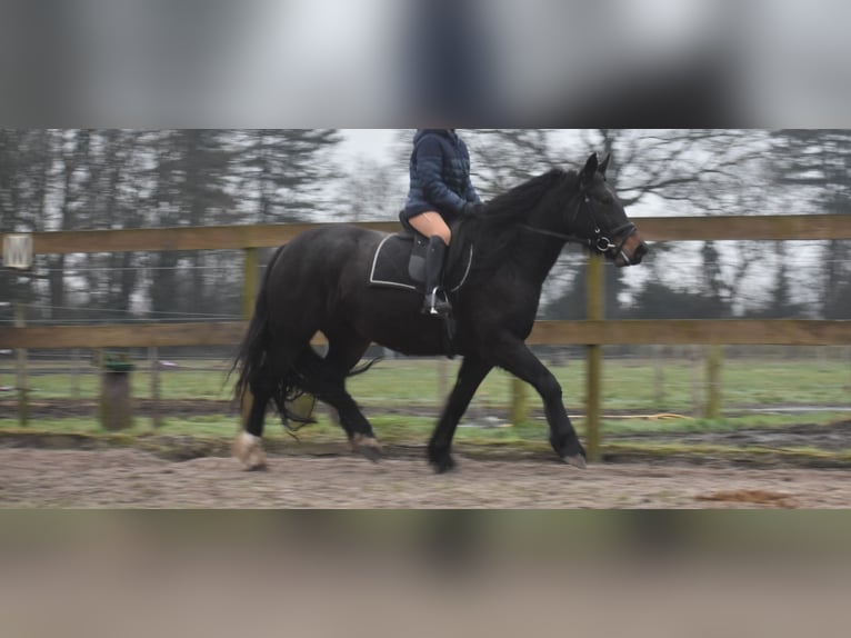 Zangersheide Merrie 6 Jaar 160 cm Donkerbruin in Achtmaal