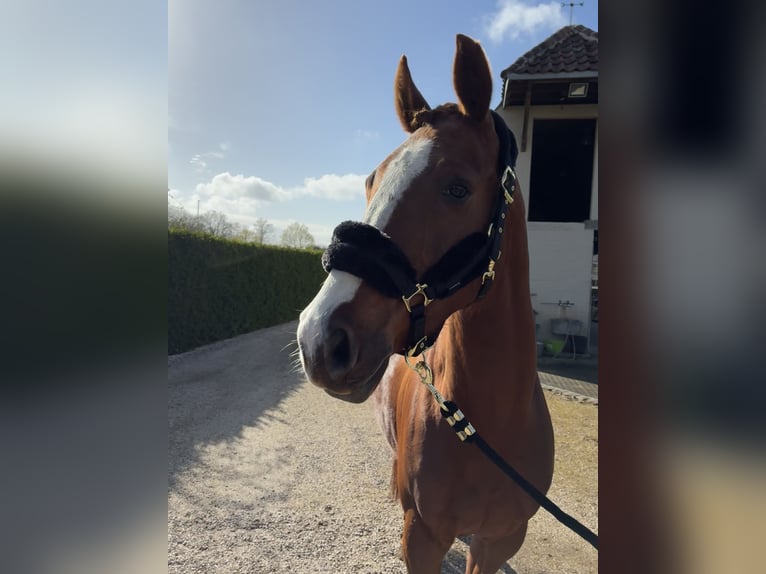 Zangersheide Merrie 6 Jaar 160 cm Donkere-vos in Zeveneken