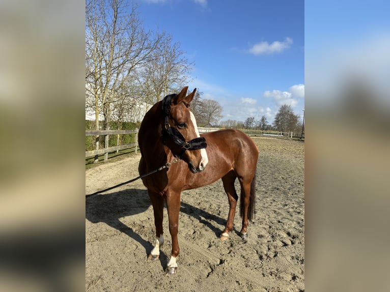 Zangersheide Merrie 6 Jaar 160 cm Donkere-vos in Zeveneken