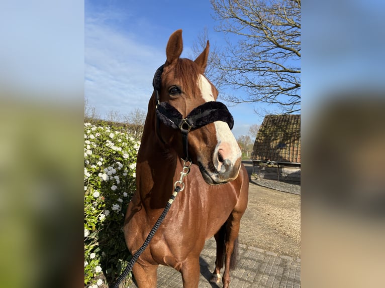 Zangersheide Merrie 6 Jaar 160 cm Donkere-vos in Zeveneken