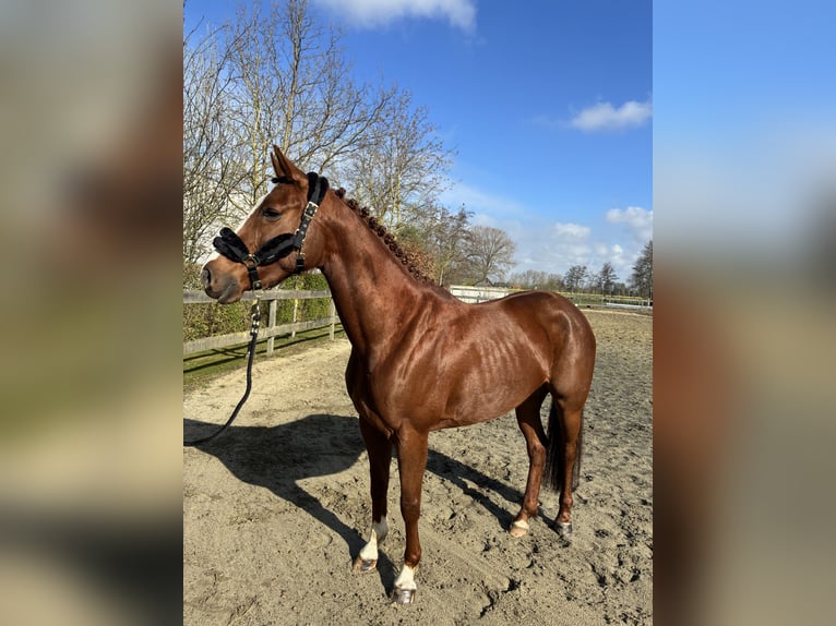 Zangersheide Merrie 6 Jaar 160 cm Donkere-vos in Zeveneken