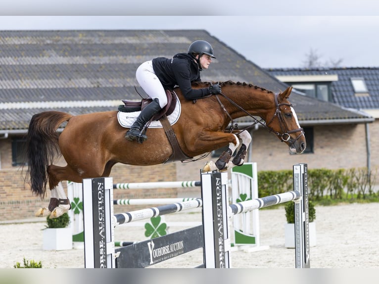 Zangersheide Merrie 6 Jaar 160 cm Vos in Waddinxveen