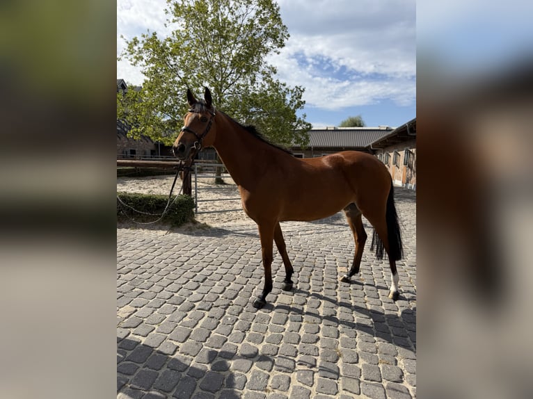 Zangersheide Merrie 6 Jaar 161 cm  in Bedburg