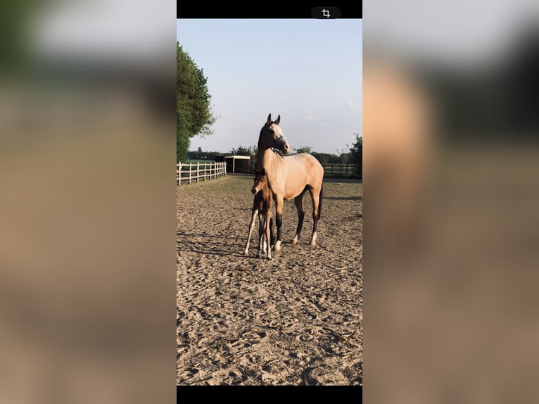 Zangersheide Merrie 6 Jaar 161 cm  in Bedburg