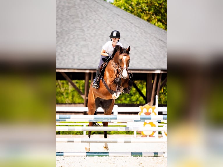 Zangersheide Merrie 6 Jaar 162 cm Bruin in Secymin Polski