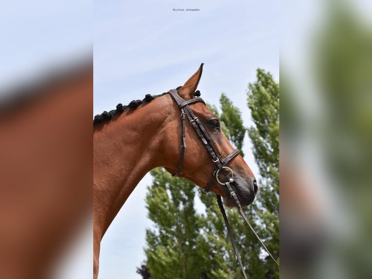 Zangersheide Merrie 6 Jaar 162 cm Roodbruin in Les Croutes