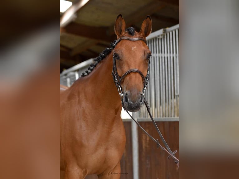 Zangersheide Merrie 6 Jaar 162 cm Roodbruin in Les Croutes