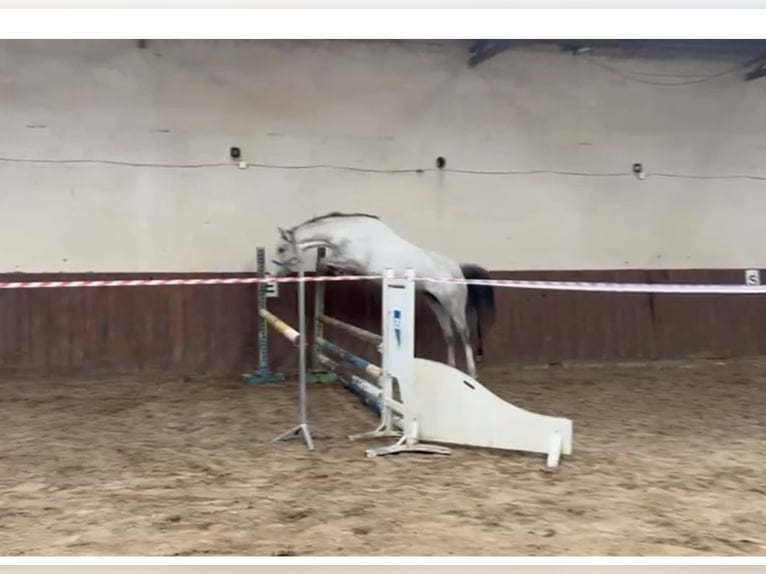 Zangersheide Merrie 6 Jaar 162 cm Schimmel in Karkosy