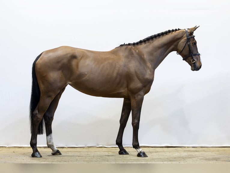 Zangersheide Merrie 6 Jaar 162 cm  in Waddinxveen