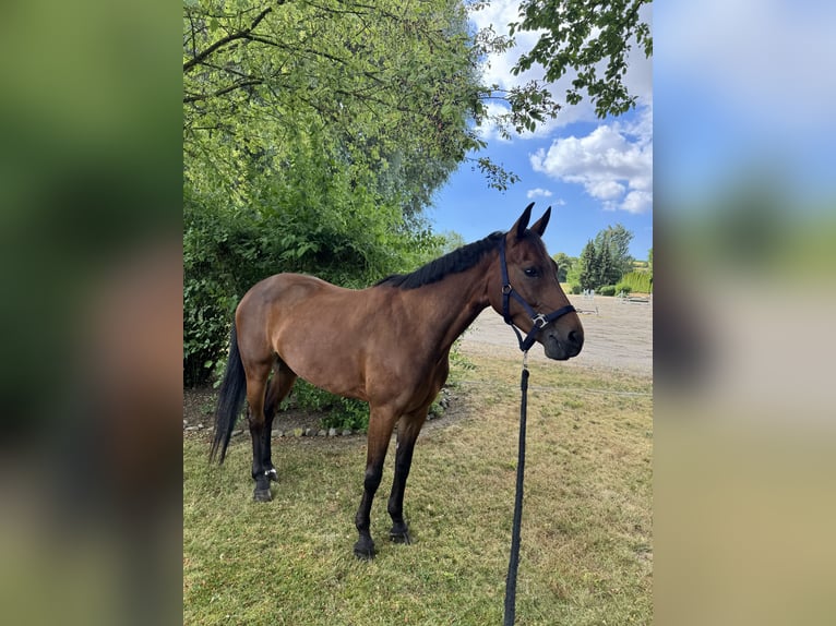 Zangersheide Merrie 6 Jaar 163 cm Bruin in Nähe Koblenz