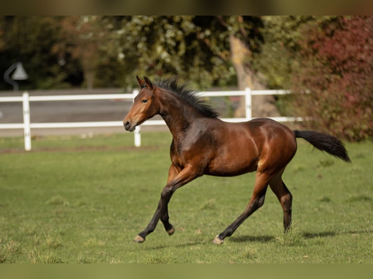 Zangersheide Merrie 6 Jaar 163 cm Bruin in Nähe Koblenz