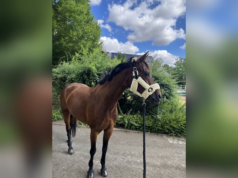 Zangersheide Merrie 6 Jaar 163 cm Bruin in Nähe Koblenz