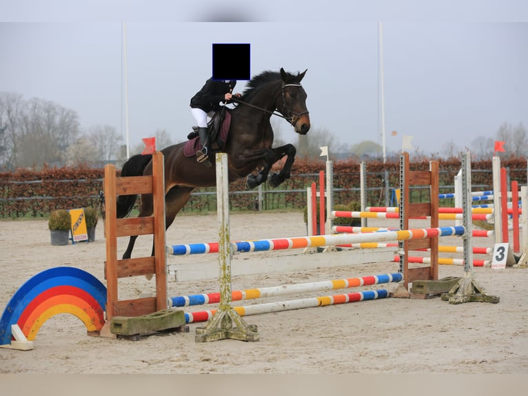 Zangersheide Merrie 6 Jaar 163 cm Donkerbruin in Veldegem