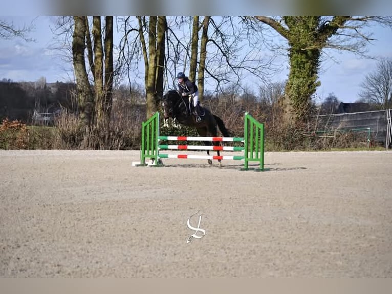 Zangersheide Merrie 6 Jaar 164 cm Donkerbruin in Aachen