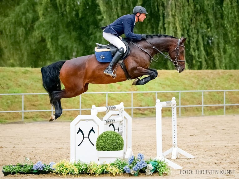 Zangersheide Merrie 6 Jaar 164 cm Donkerbruin in Verden
