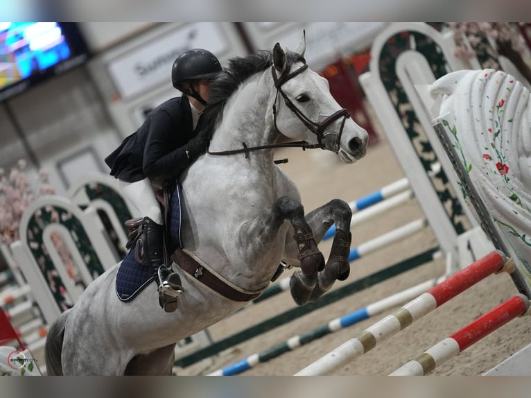 Zangersheide Merrie 6 Jaar 164 cm Schimmel in Laag-Keppel