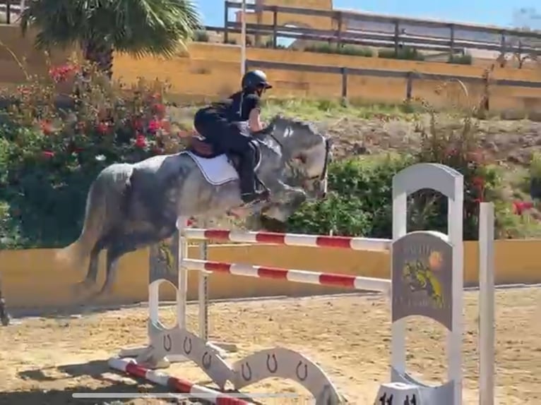 Zangersheide Merrie 6 Jaar 164 cm Schimmel in Coín, Málaga