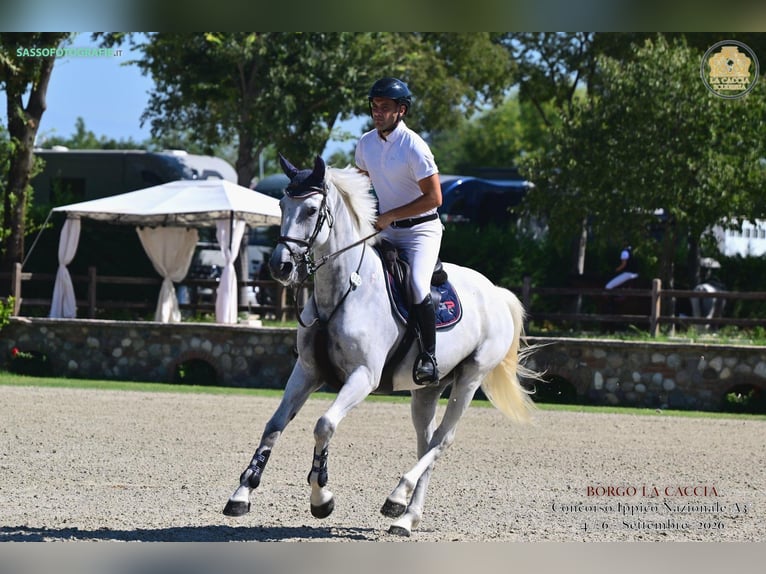 Zangersheide Merrie 6 Jaar 164 cm Schimmel in Milano