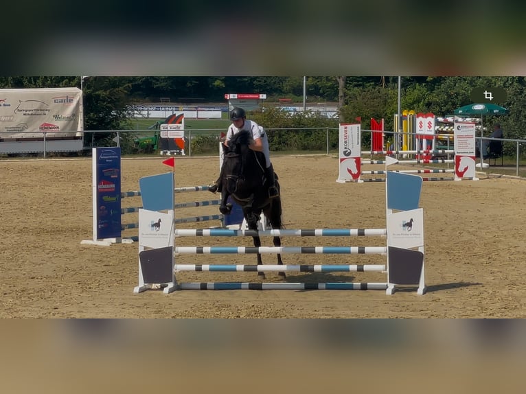Zangersheide Merrie 6 Jaar 164 cm Zwart in Pohlheim