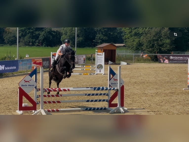 Zangersheide Merrie 6 Jaar 164 cm Zwart in Pohlheim