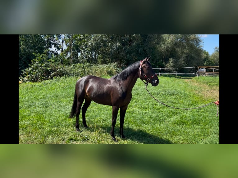 Zangersheide Merrie 6 Jaar 164 cm Zwart in Pohlheim
