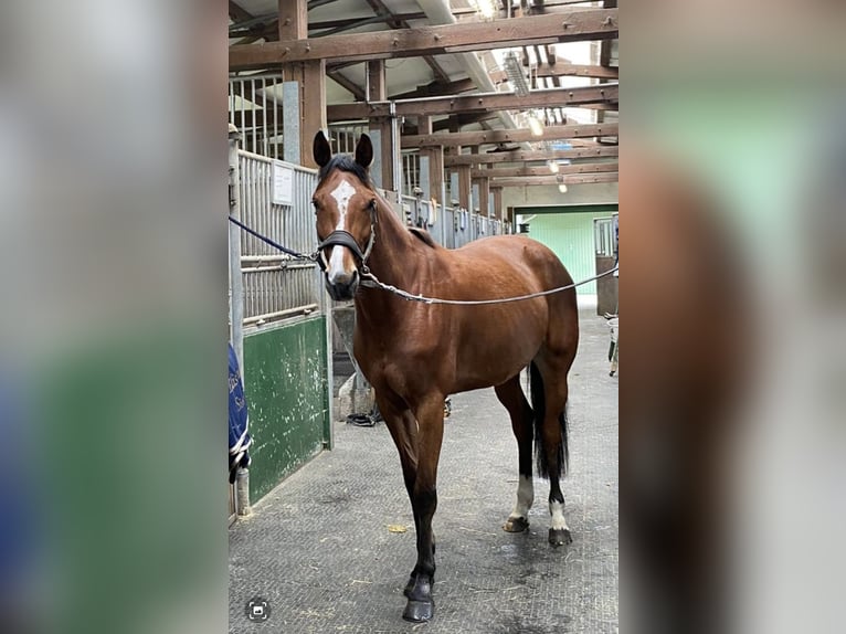 Zangersheide Merrie 6 Jaar 165 cm Bruin in Benken SG