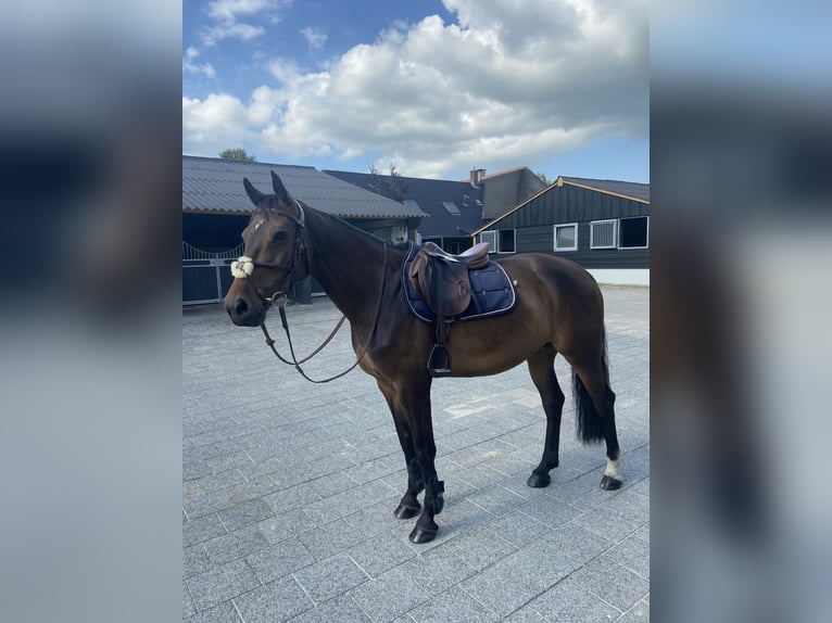 Zangersheide Merrie 6 Jaar 165 cm Bruin in Lierderholthuis