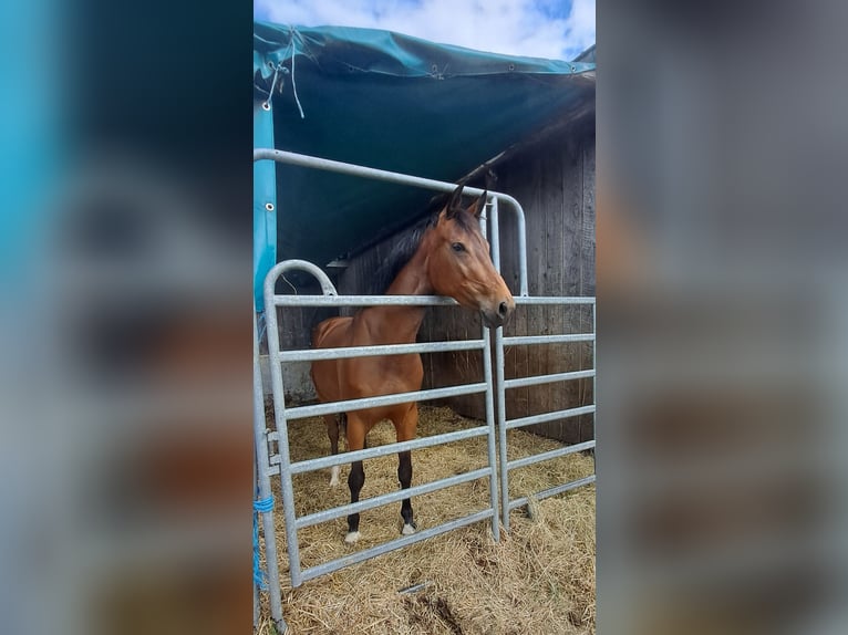 Zangersheide Merrie 6 Jaar 165 cm Bruin in Lindlar