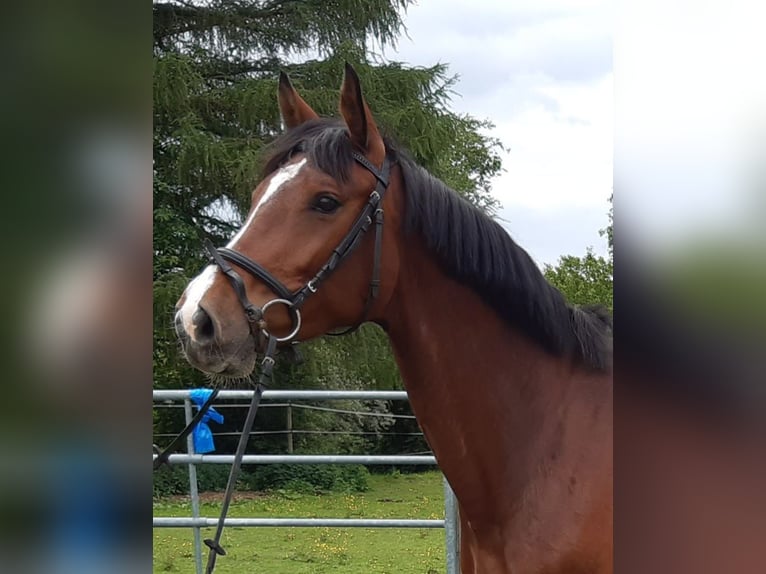 Zangersheide Merrie 6 Jaar 165 cm Bruin in Ki&#xDF;legg