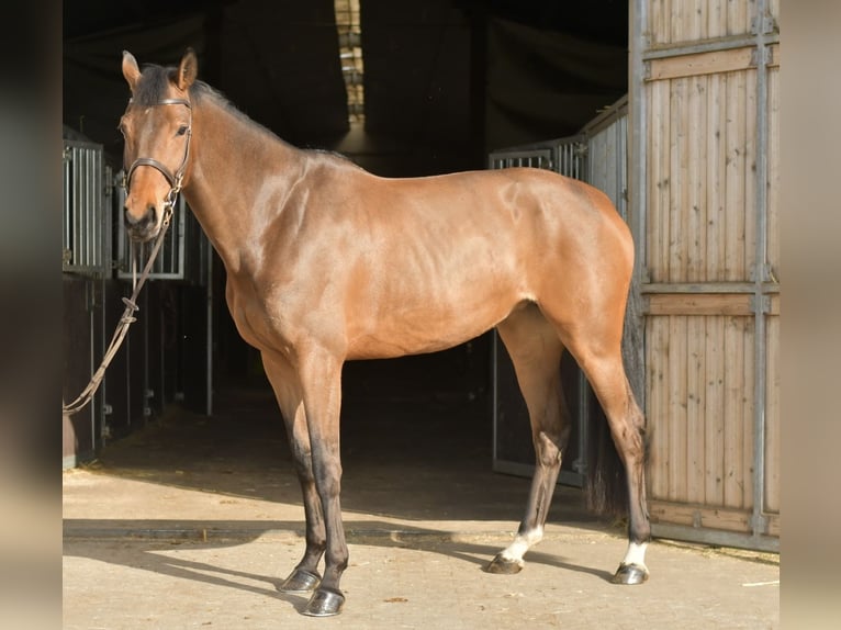 Zangersheide Merrie 6 Jaar 165 cm Bruin in Geilenkirchen